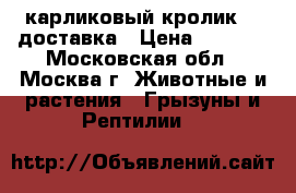 карликовый кролик.   доставка › Цена ­ 1 000 - Московская обл., Москва г. Животные и растения » Грызуны и Рептилии   